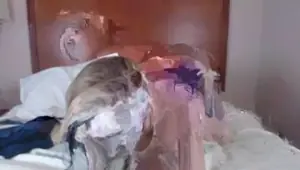 Young tease sucks cock