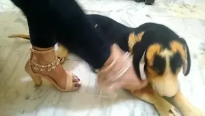 Foot Mistress V Calms her pet puppet Dog with her Feet