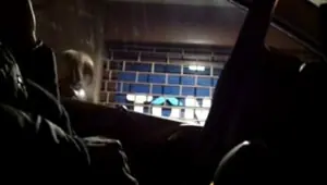 Flashing Cock From The Car